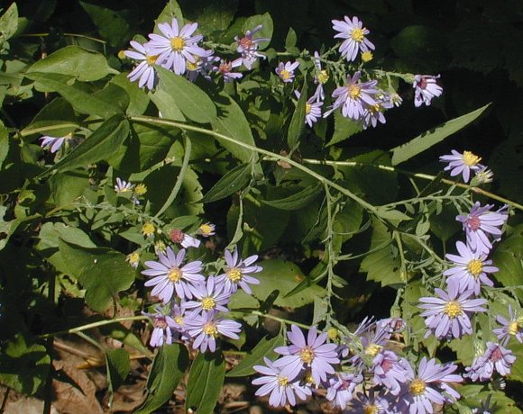 Short's Aster - Symphyotrichium shortii