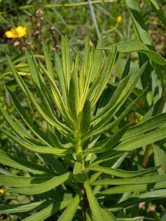 leaves of savanna blazing star