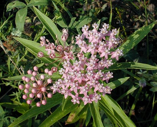 Swamp (Rose) Milkweed - Asclepias incarnata
