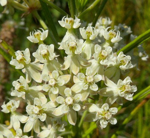 Whorled Milkweed - Asclepias verticillata