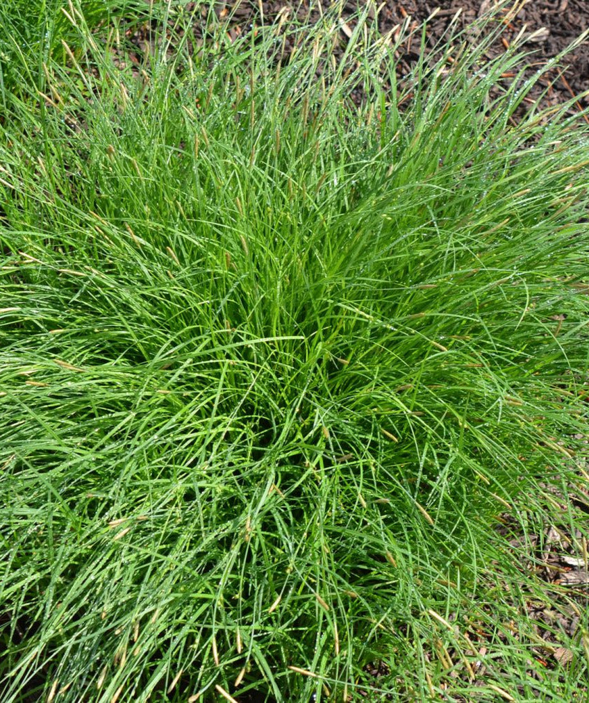 Pretty Sedge - Carex woodii