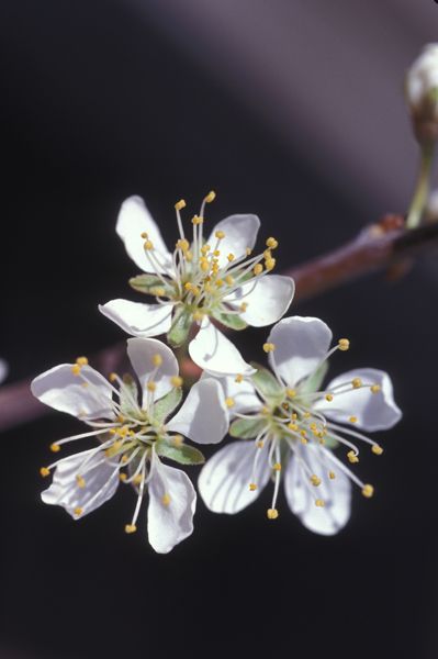 American Plum - Prunus americana