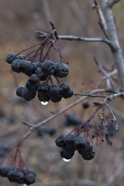 Black chokeberry - Aronia melanocarpa