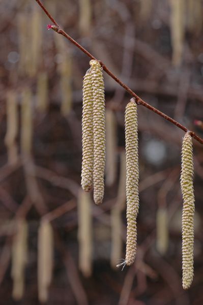 American Hazelnut - Corylus americana