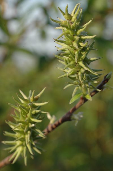 Prairie Willow - Salix humilis