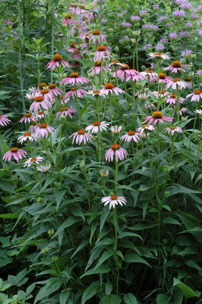 Purple Coneflower - Echinacea purpurea