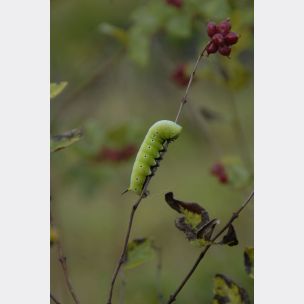Coralberry - Symphoricarpos orbiculatus