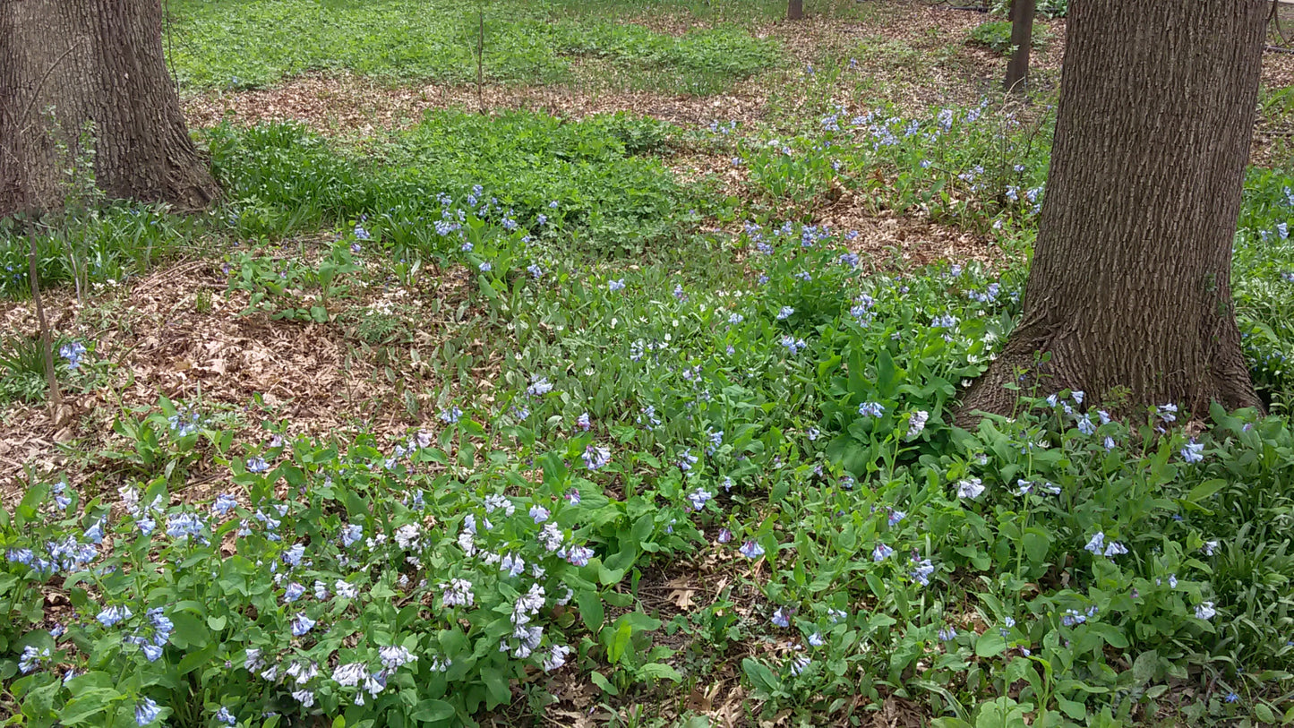 Virginia Bluebells - Mertensia virginica