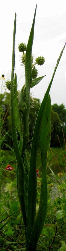 Rattlesnake Master - Eryngium yuccifolium