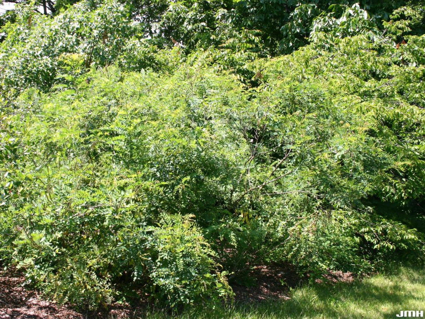 Indigo Bush - Amorpha fruticosa