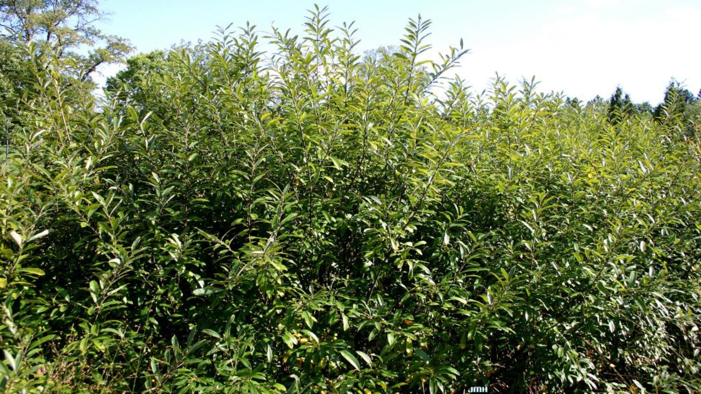 Prairie Willow - Salix humilis