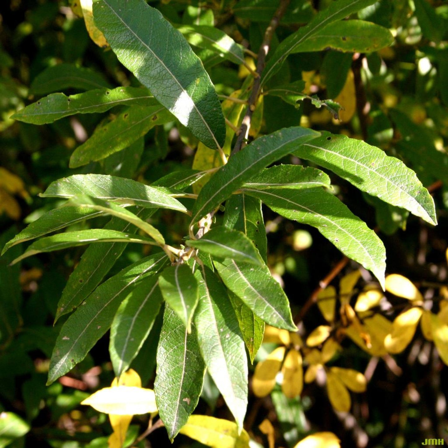Prairie Willow - Salix humilis