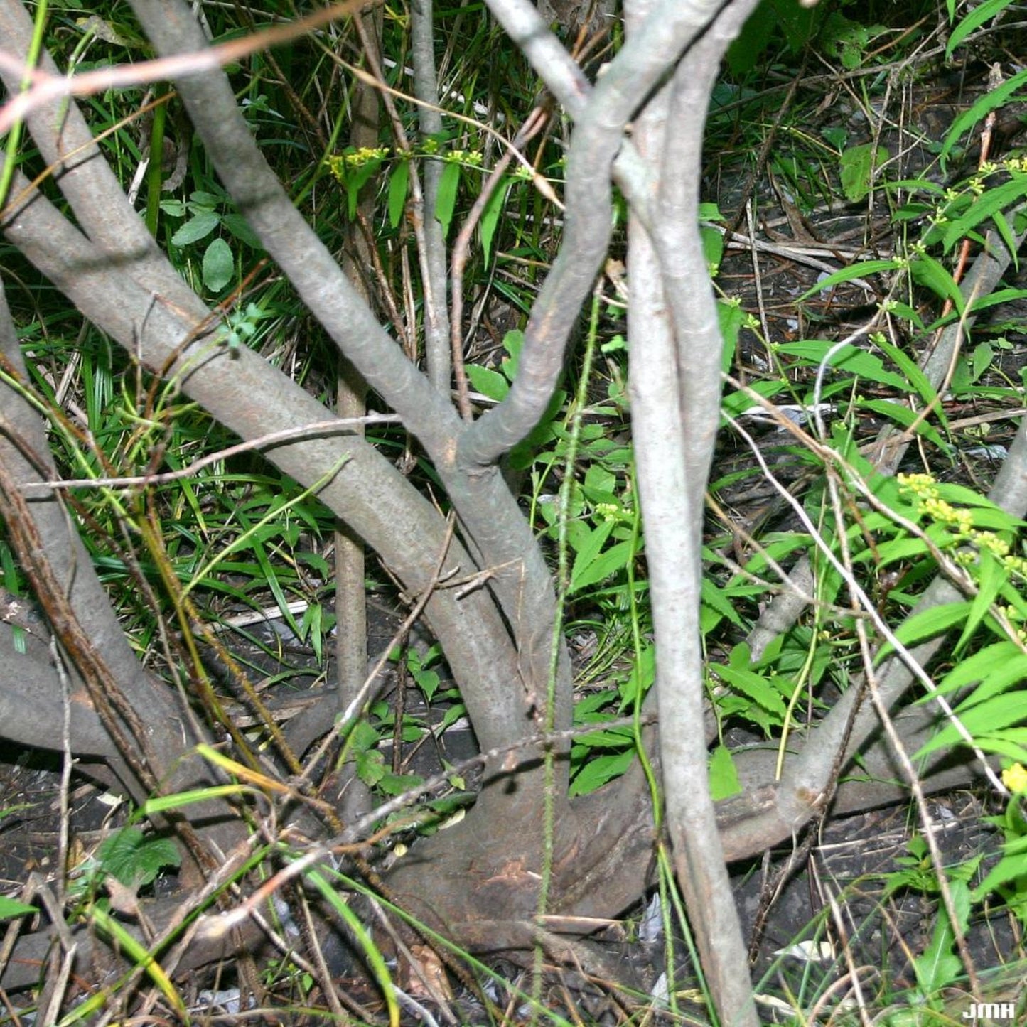 Prairie Willow - Salix humilis