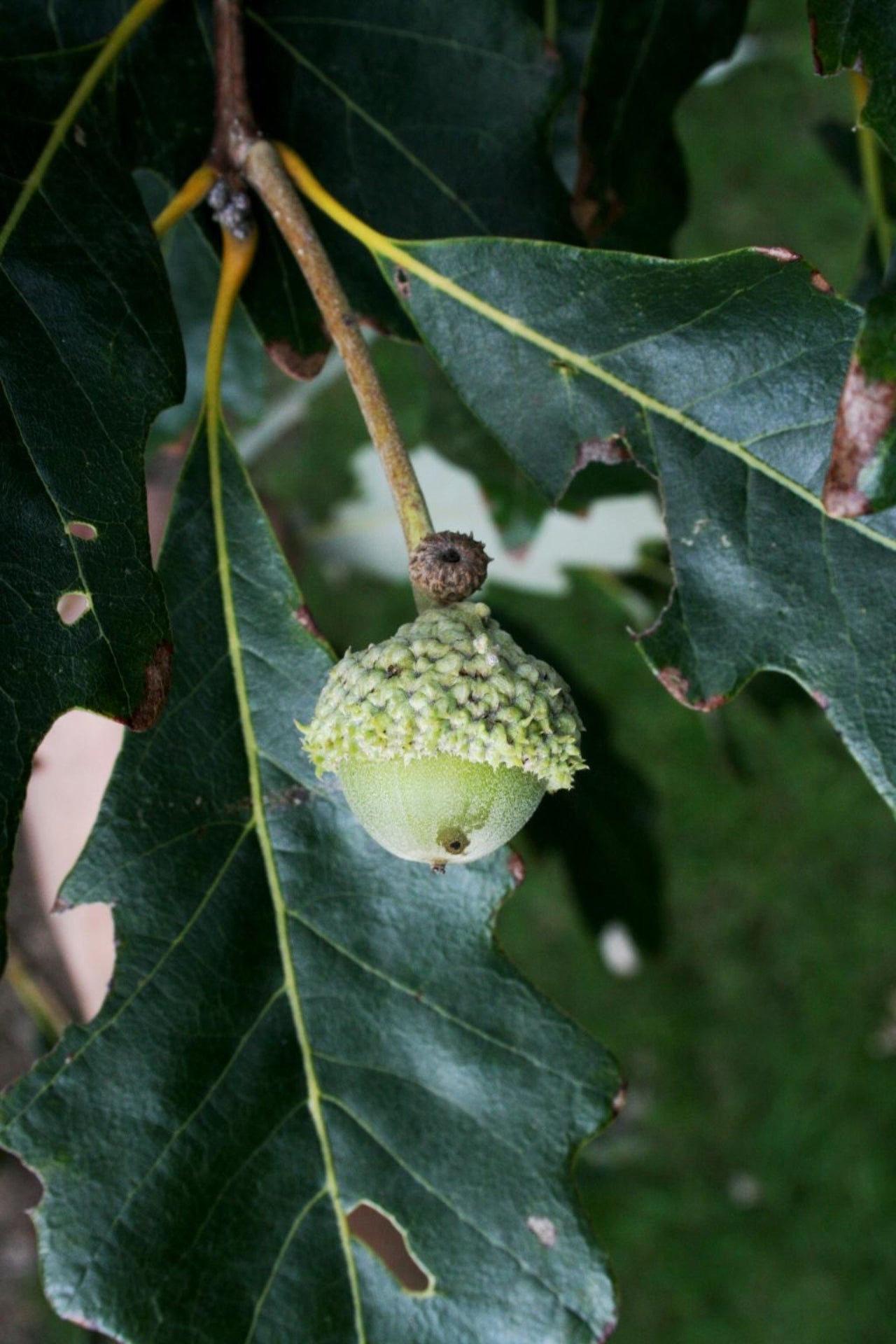 Swamp White Oak - Quercus bicolor