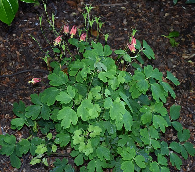 Columbine - Aquilegia canadensis