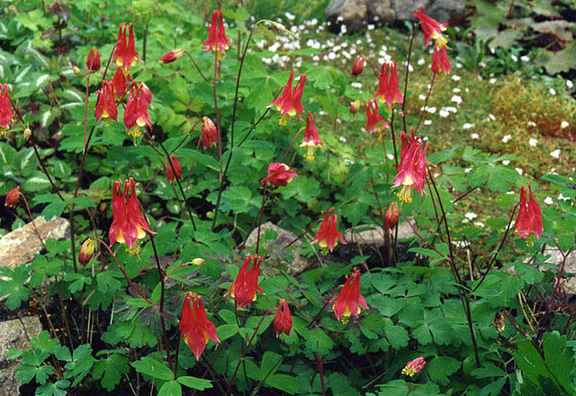 Columbine - Aquilegia canadensis