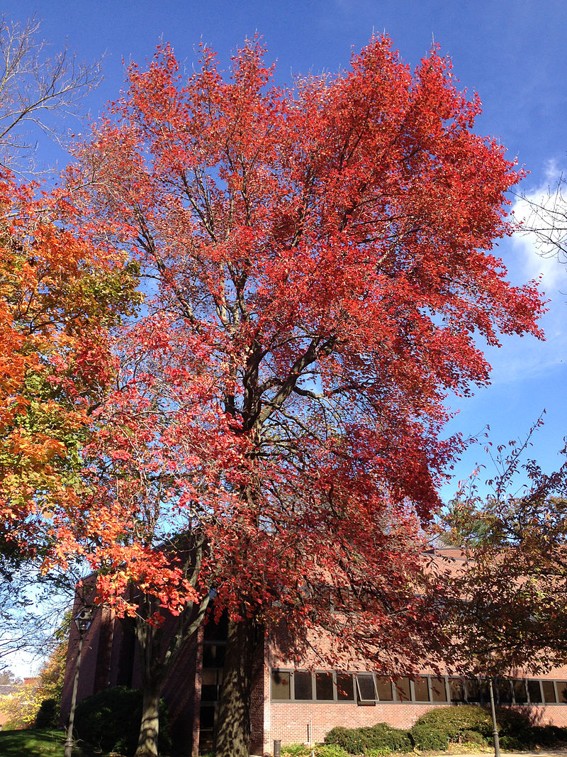 Sour Gum – Nyssa sylvatica
