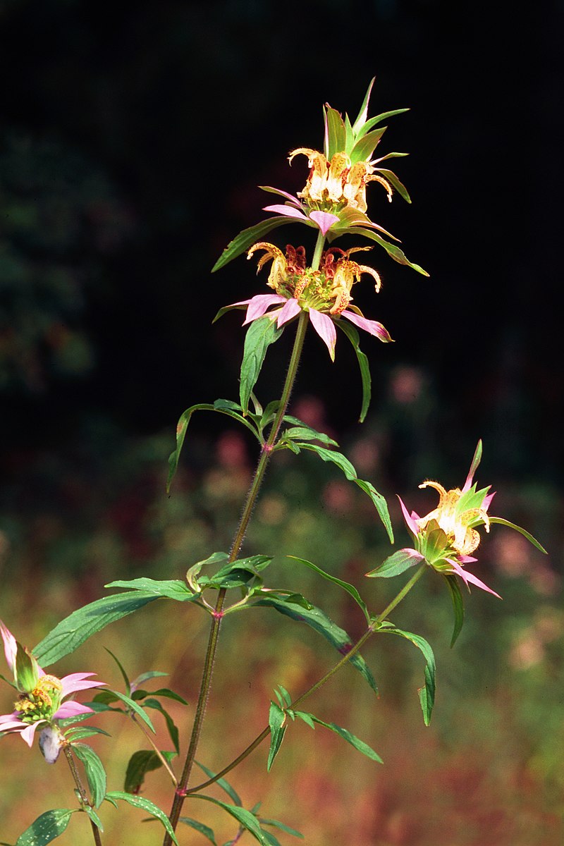 Spotted Bee Balm - Monarda punctata