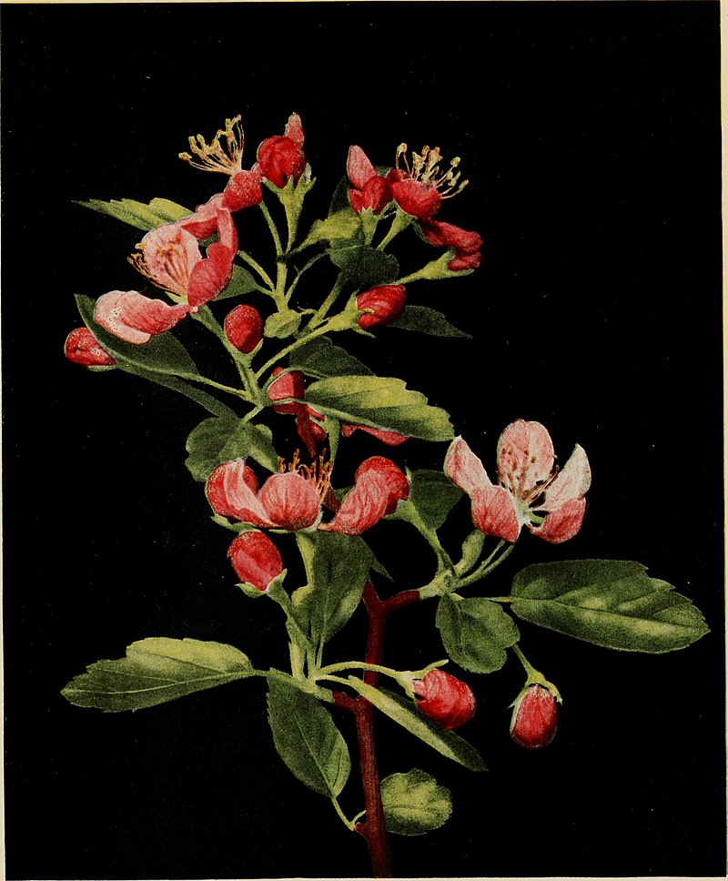 Prairie Crabapple -- Malus ioensis