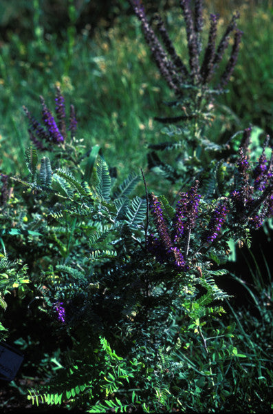 Lead Plant - Amorpha canescens