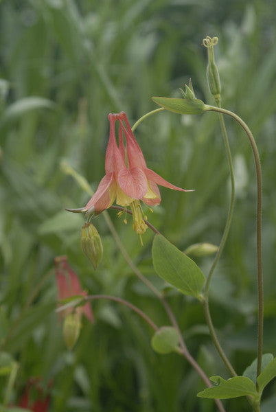 Columbine - Aquilegia canadensis