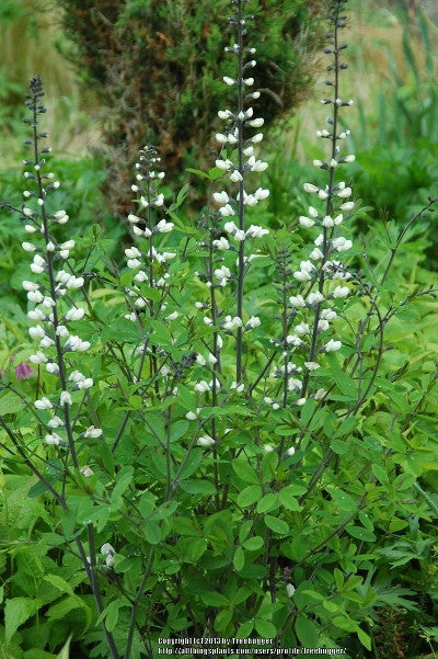 White Wild Indigo - Baptisia alba