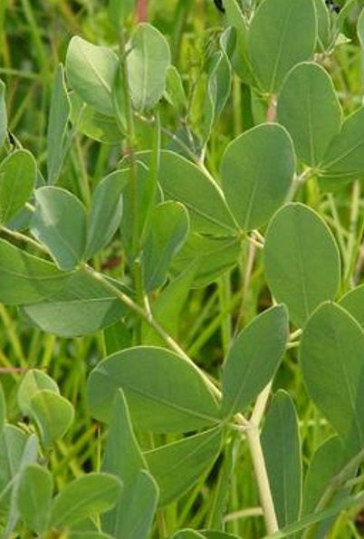 Blue Wild Indigo - Baptisia australis