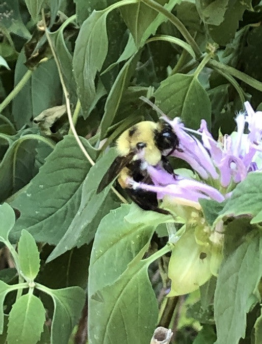 Wild Bergamot - Monarda fistulosa