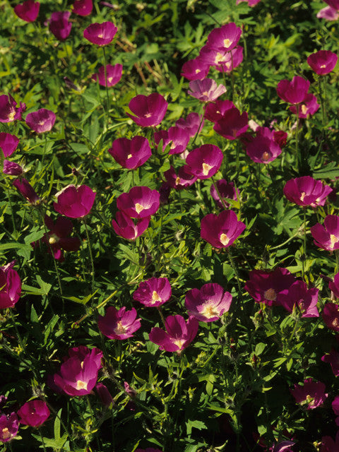 Purple Poppy Mallow - Callirhoe involucrata