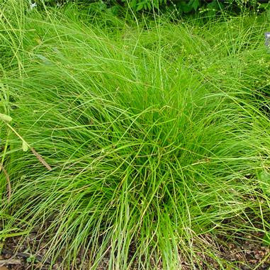 Straight-styled wood sedge - Carex radiata