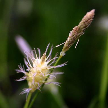 Long-beaked sedge - Carex sprengelii