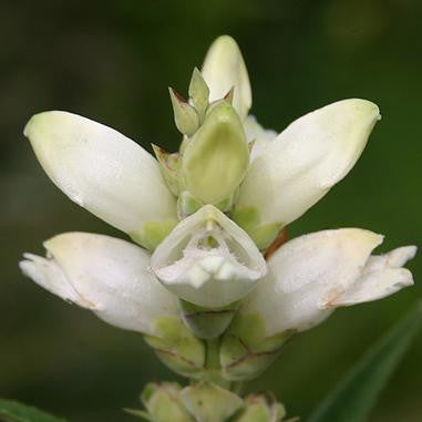 Turtlehead - Chelone glabra