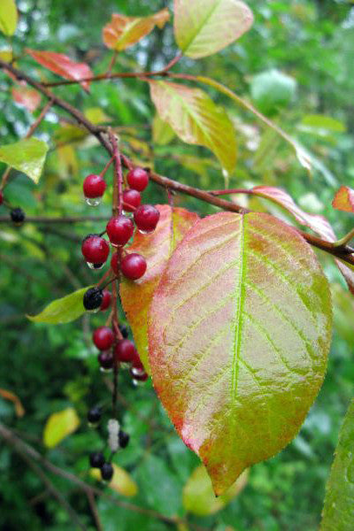 Chokecherry - Prunus virginiana