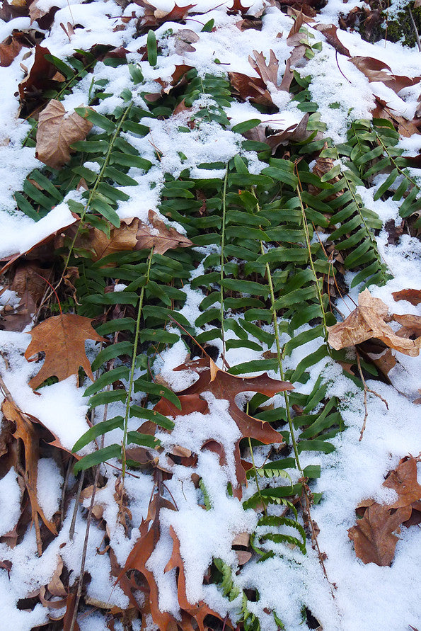 Christmas Fern - Polystichum acrostichoides
