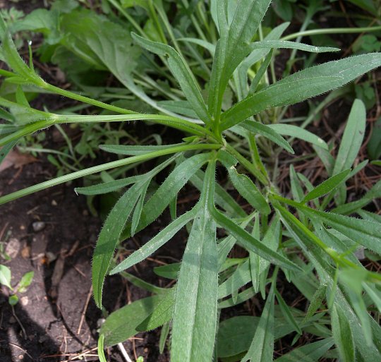 Sand coreopsis - Coreopsis lanceolata