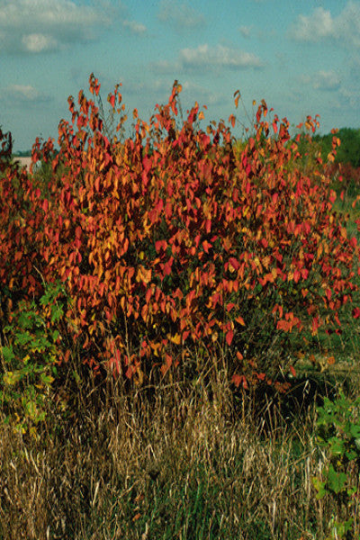 American Hazelnut - Corylus americana