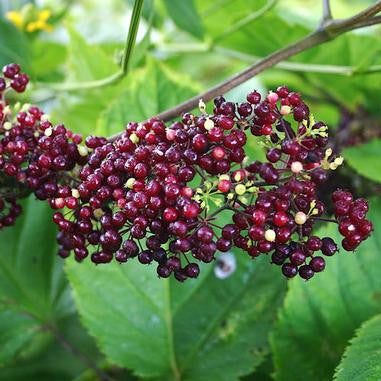 Spikenard - Aralia racemosa