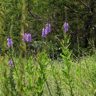 Hoary Vervain - Verbena stricta