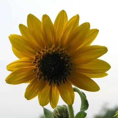Downy Sunflower - Helianthus mollis