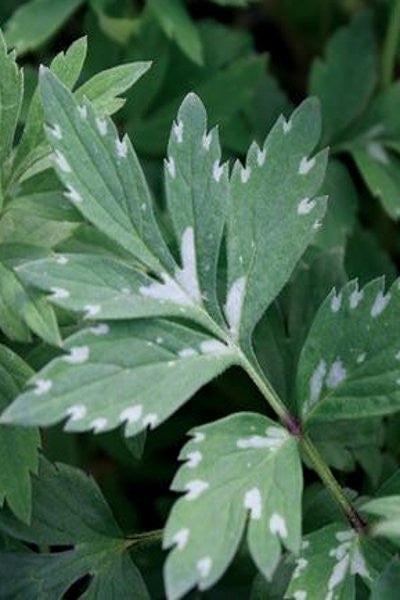 Virginia waterleaf - Hydrophyllum virginianum