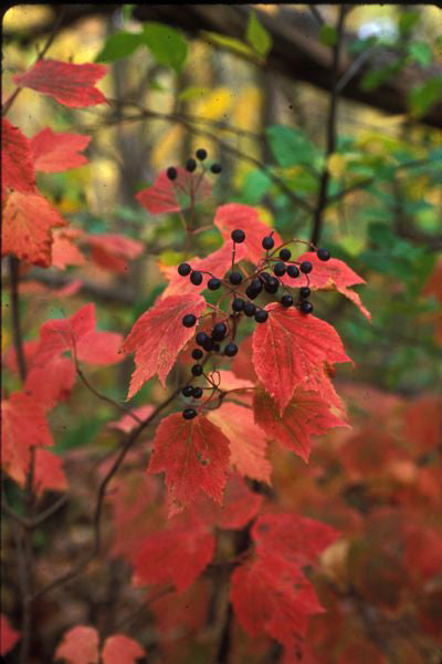Maple Leaf Viburnum - Viburnum acerifolium