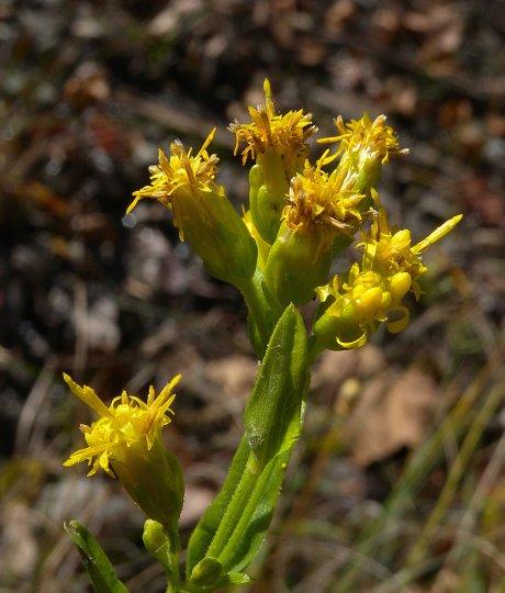 Riddell's Goldenrod -- Oligoneuron ridellii