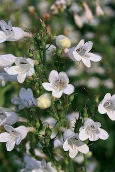 Foxglove Beardtongue - Penstemon digitalis