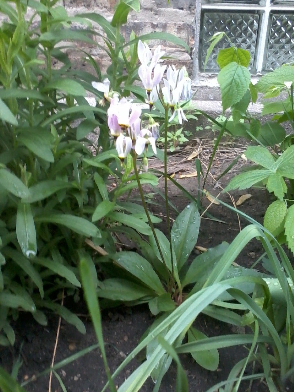 Shooting Star - Dodecatheon meadia