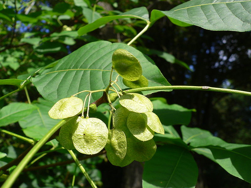 Wafer Ash - Ptelea trifoliata