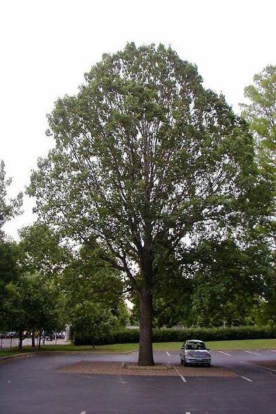 Swamp White Oak - Quercus bicolor