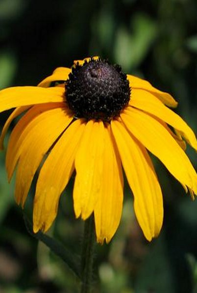 Showy Black-eyed Susan - Rudbeckia fulgida var. speciosa