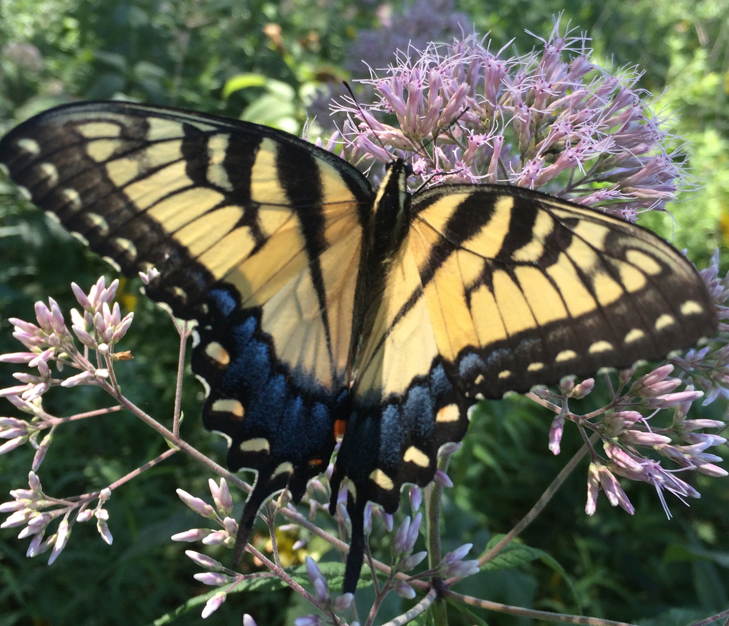 Purple Joe Pye Weed - Eutrochium purpureum