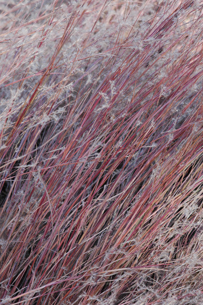 Little Bluestem - Schizachyrium scoparium