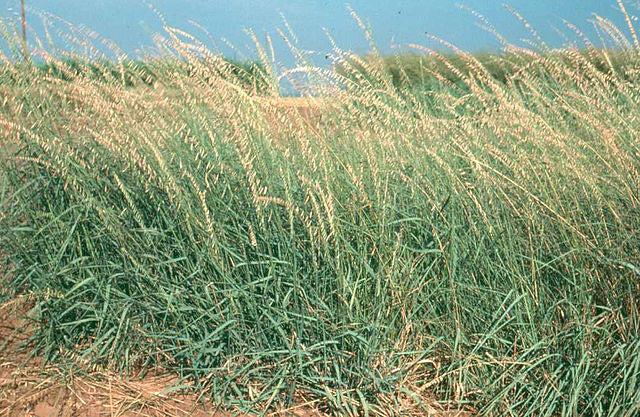 Side-oats-grama-Bouteloua curtipendula